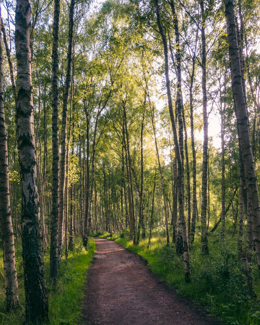 Skov Kalvebod Fælled