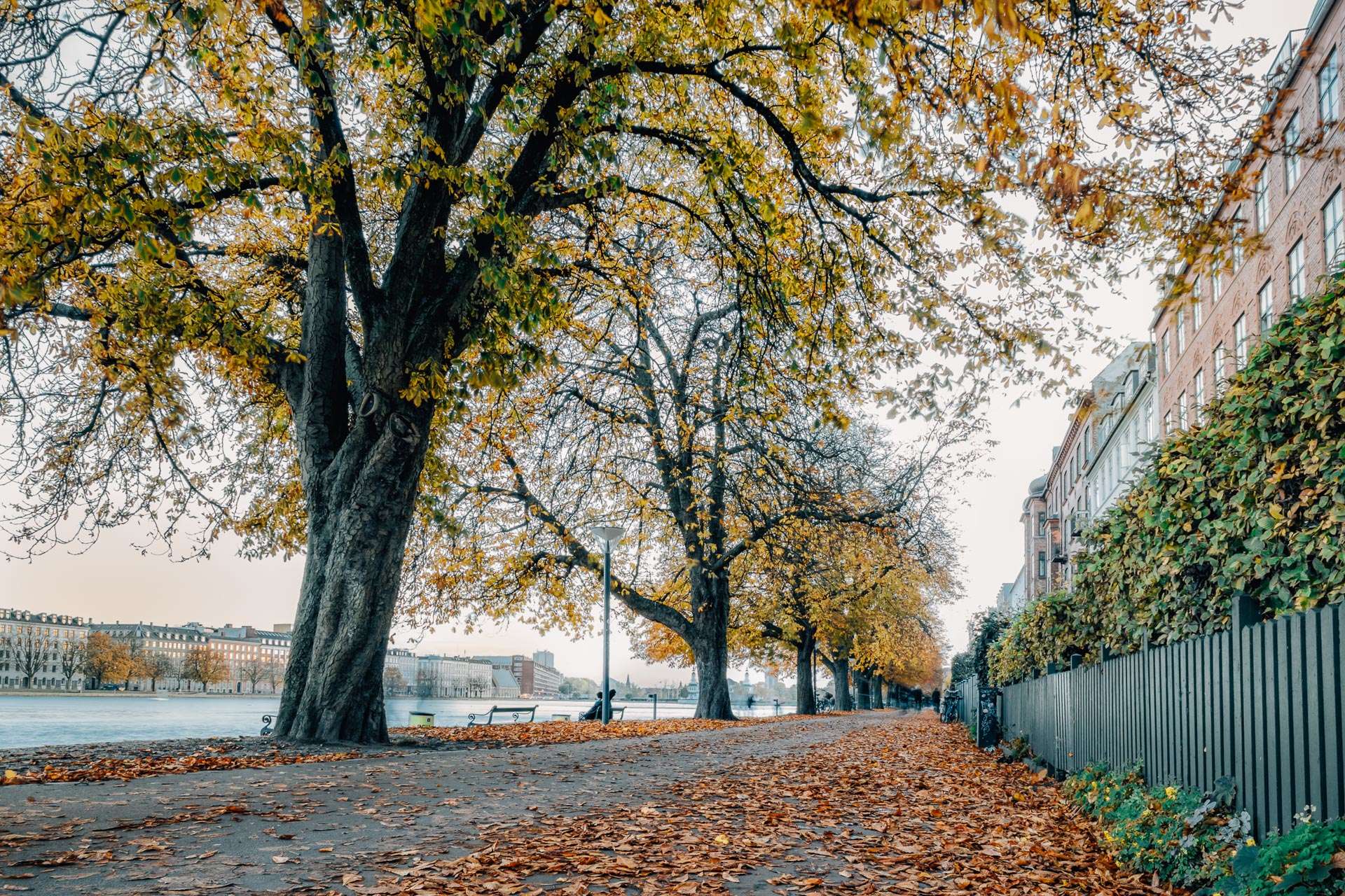 Søerne i midten af København om efteråret