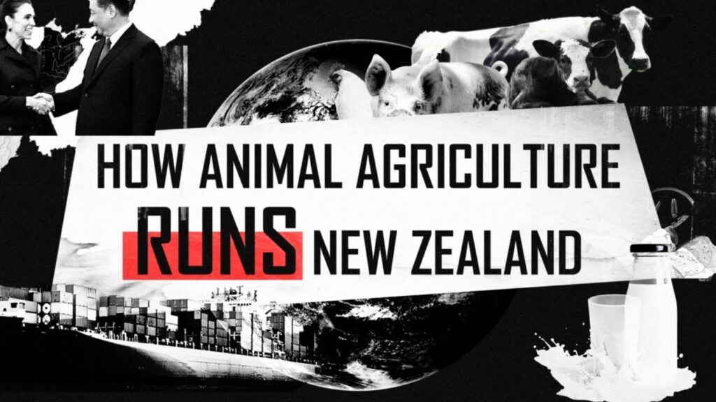 Animalsk landbrug i New Zealand